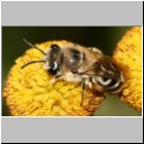 Colletes sp - Seidenbiene w04b 8mm.jpg